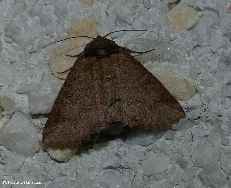 One-lined zale moth (unilineata), #8716
