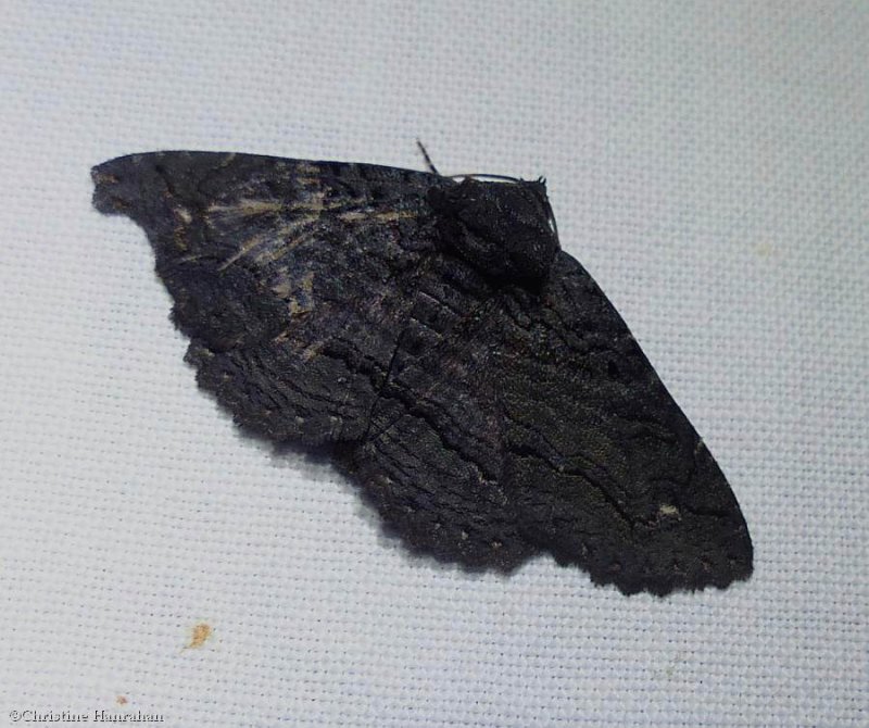 Black zale moth (<em>Zale undularis</em>), #8695