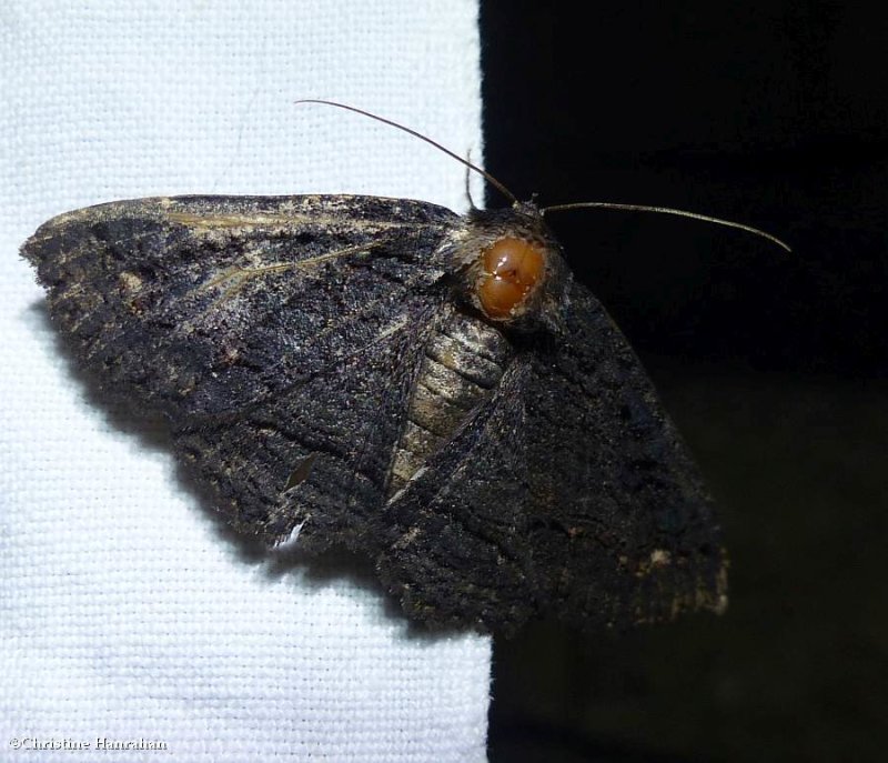 Black zale moth (Zale undularis), #8695