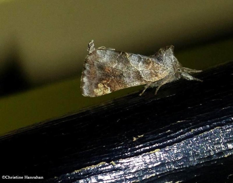 Striped chocolate tip moth (<em>Clostera strigosa</em>), #7898