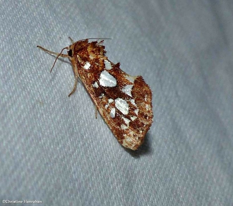 Silver-spotted fern moth  (Callopistria cordata), #9633