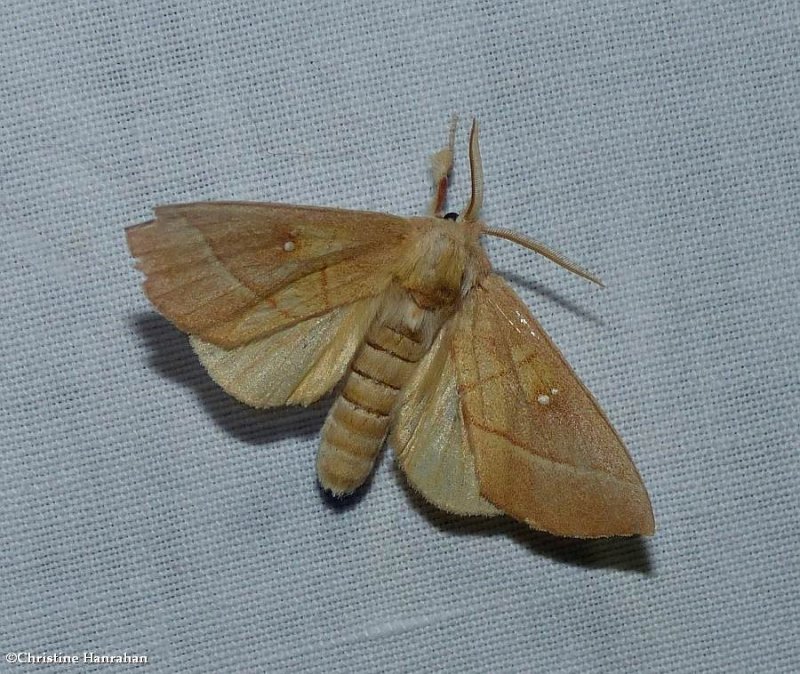 White-dotted prominent moth  (Nadata gibbosa),  #7915