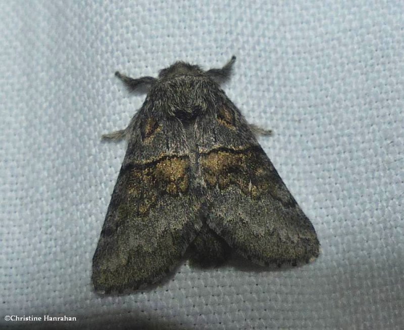 Common gluphisia moth (Gluphisia septentrionis) , #7931