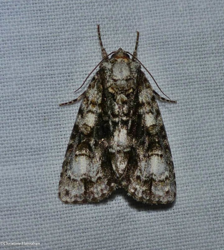 Splendid dagger moth  (Acronicta superans), #9226 
