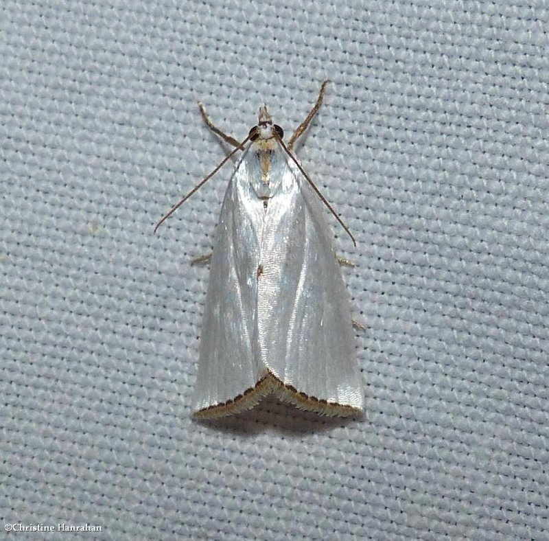 Snowy urola moth  (Urola nivalis),  #5464