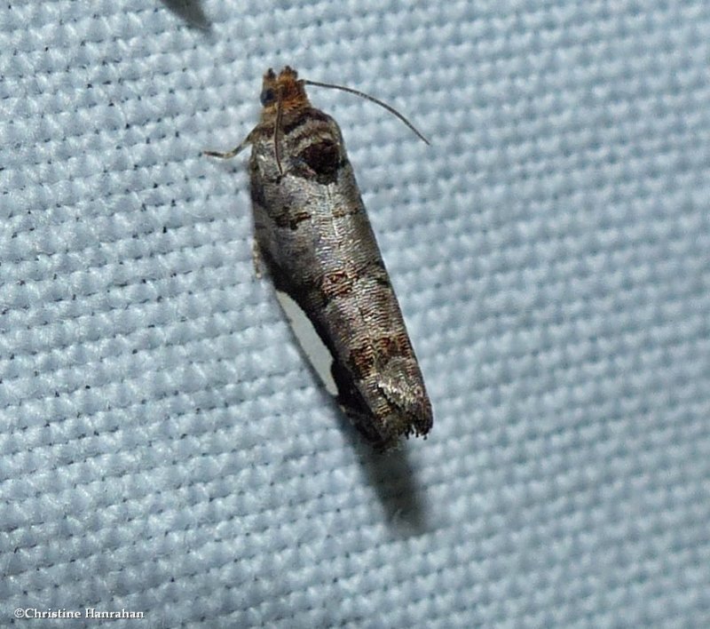 White-spotted hedya moth  (Hedya chionosema),  #2863