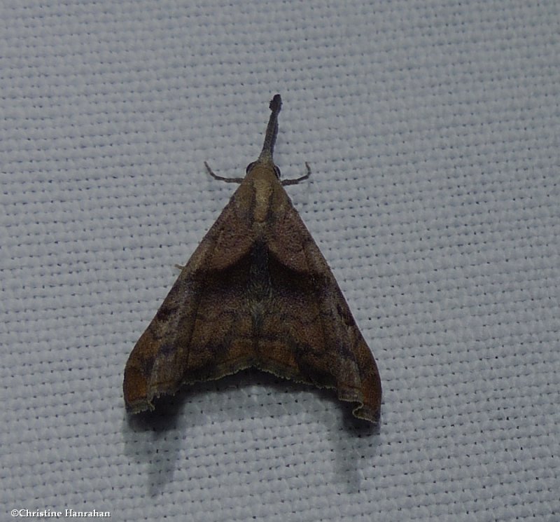 Dark-spotted palthis moth  (Palthis angulalis),  #8397