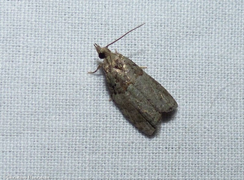 Raspberry leafroller moth  (Epinotia medioviridana), #3286