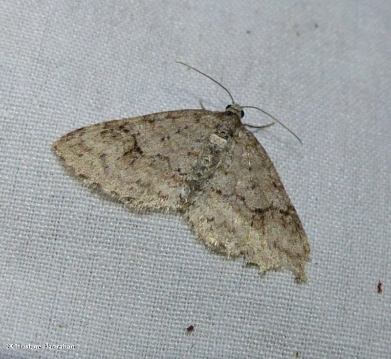 Brown shaded carpet moth  (Venusia comptaria),  #7428