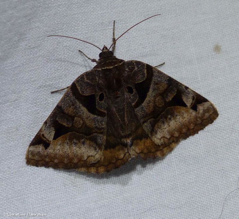 Toothed somberwing moth  (Euclidia cuspidea),  #8763