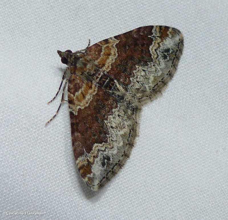Red twin-spot moth  (Xanthorhoe ferrugata), #7388