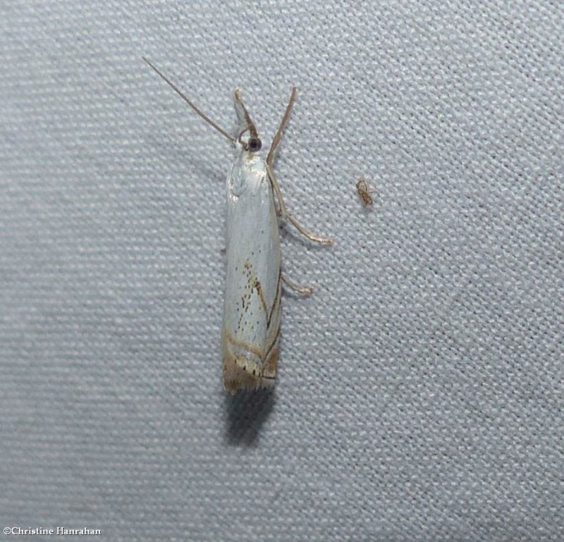 Small white grass-veneer moth  (Crambus albellus),  #5361