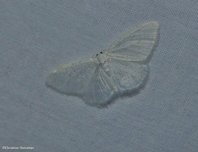 Virgin moth (<em>rotitame virginalis</em>), #6270