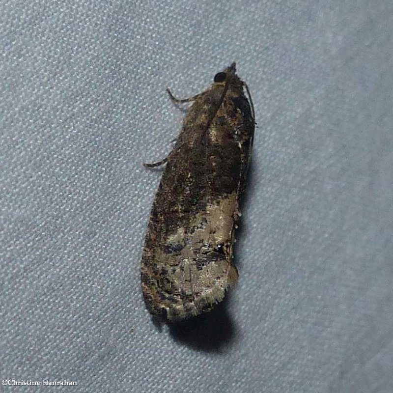 Locust twig borer moth (Ecdytolopha insiticiana), #3497