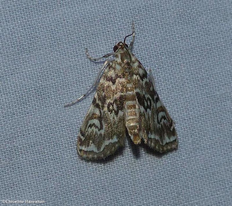Waterlily borer moth (Elophila gyralis),  #4751