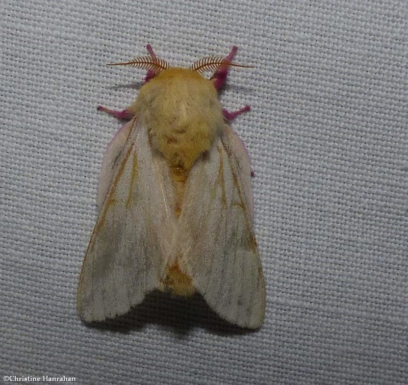 Rosy maple moth (Dryocampa rubicunda, #7715
