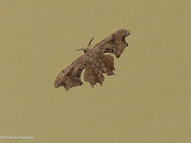 Brown scoopwing moth  (Calledapteryx dryopterata), #7653