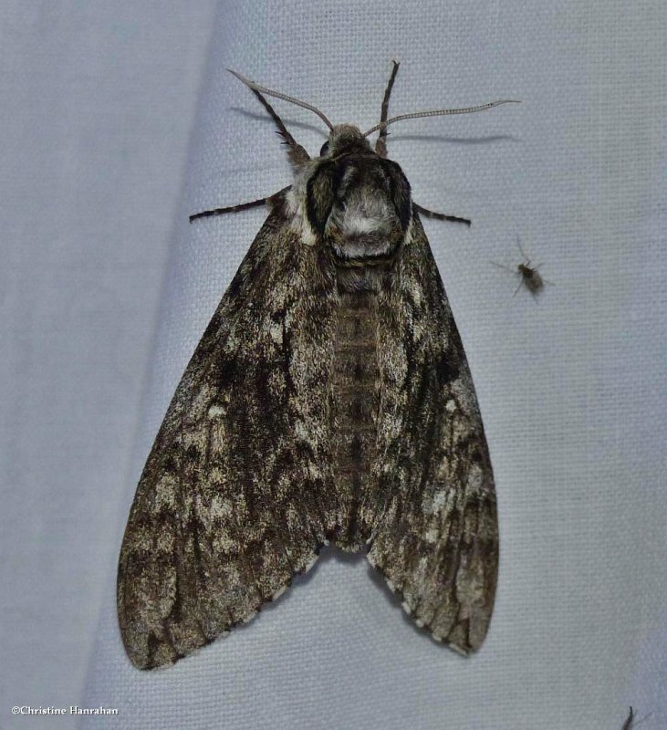 Waved sphinx moth (Ceratomia undulosa), #7787