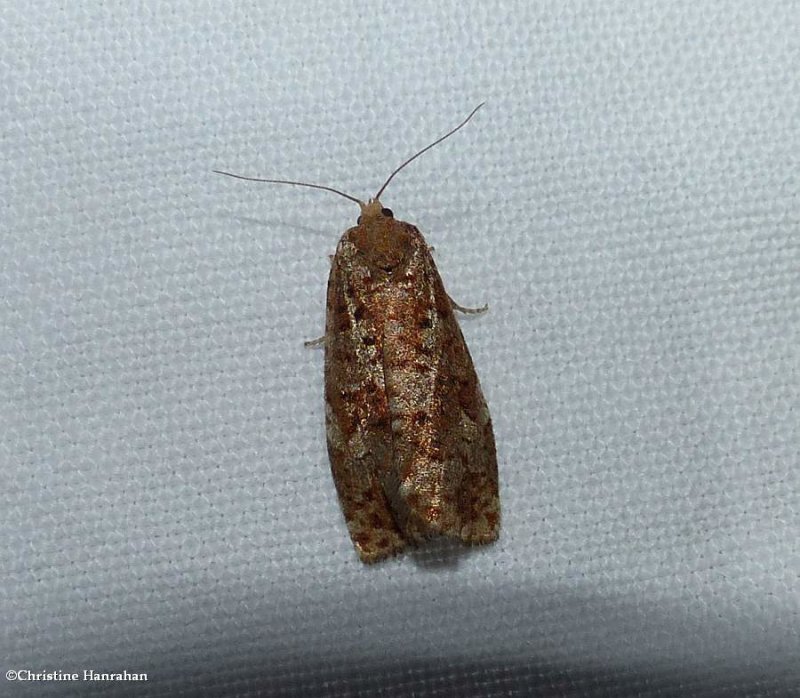 Tortricid moth (Choristoneura sp.)