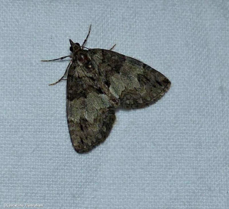 Black-dashed hydriomena moth (Hydriomena divisaria),  #7235
