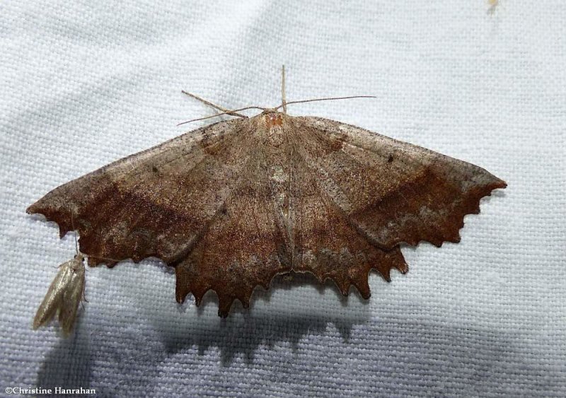 Effective euchlaena moth (<em>Euchlaena effecta</em>), #6728