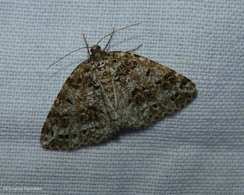 Yellow-veined geometer moth (Orthofidonia flavivenata), #6430