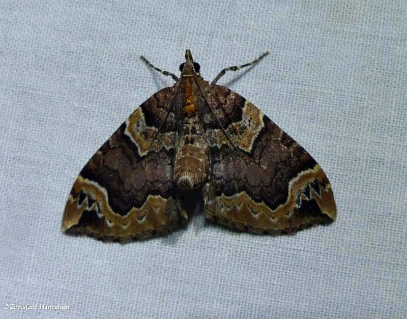 Small phoenix moth (<em>Ecliptopera silaceata</em>), #7213