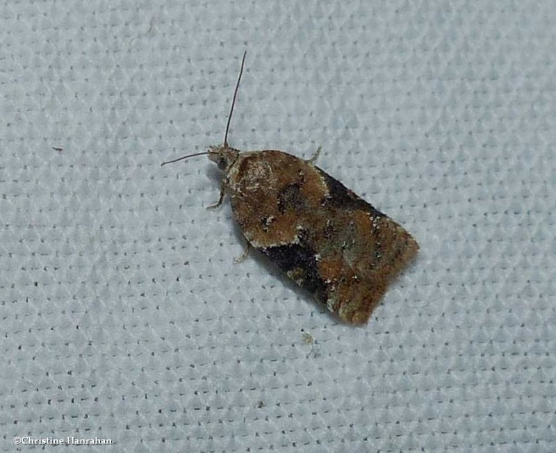 Alder leafroller moth (<em>Acleris braunana</em>), #3518