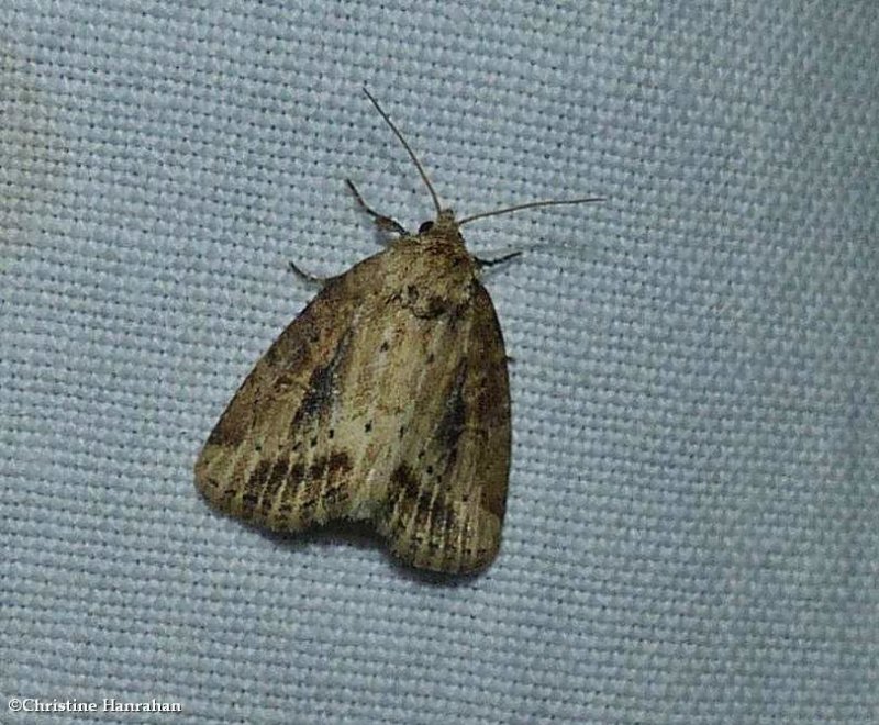 Northern cordgrass borer moth  (Photedes panatela), #9436