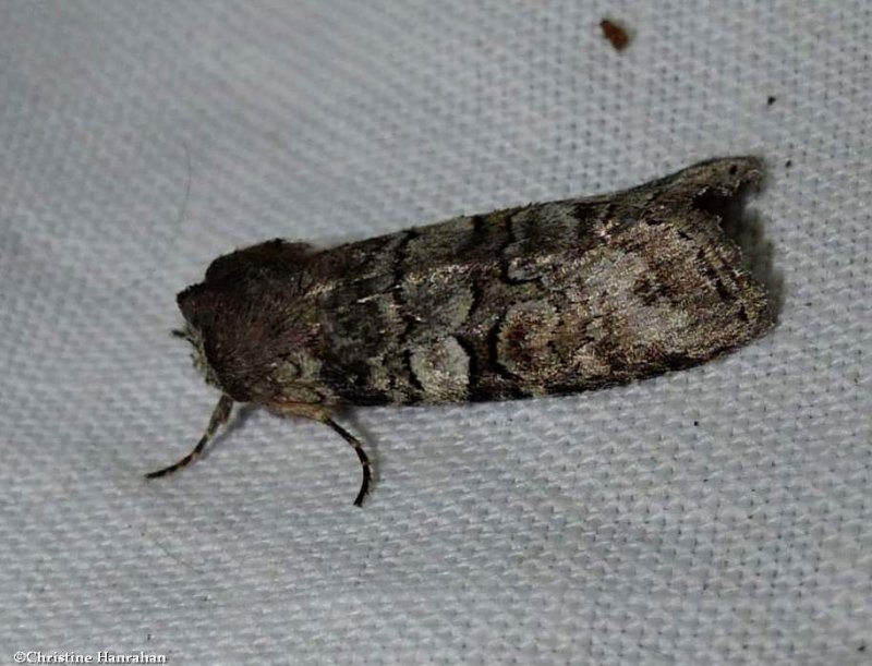 Alternate woodling moth (Egira alternans), #10517