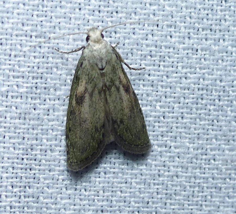 Bee moth (Aphomia sociella</em), #5629