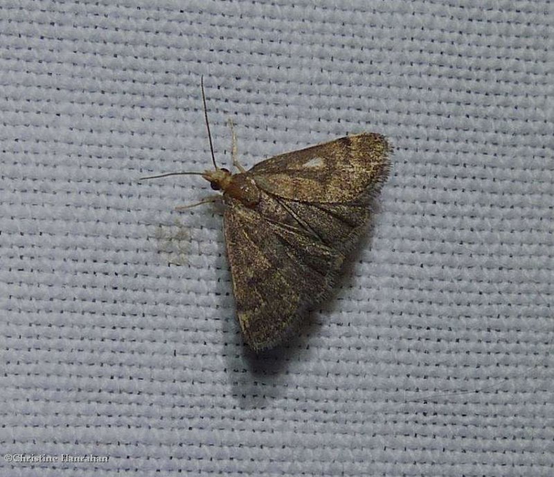 Merrick's pyralid moth (Loxostegopsis merrickalis)< #5117