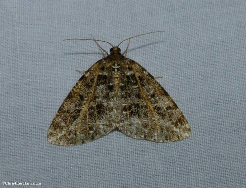 Yellow-veined geometer moth (Orthofidonia flavivenata), #6430