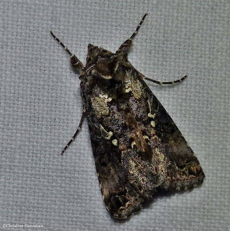 Abstruse looper moth  (Syngrapha abstrusa), #8940