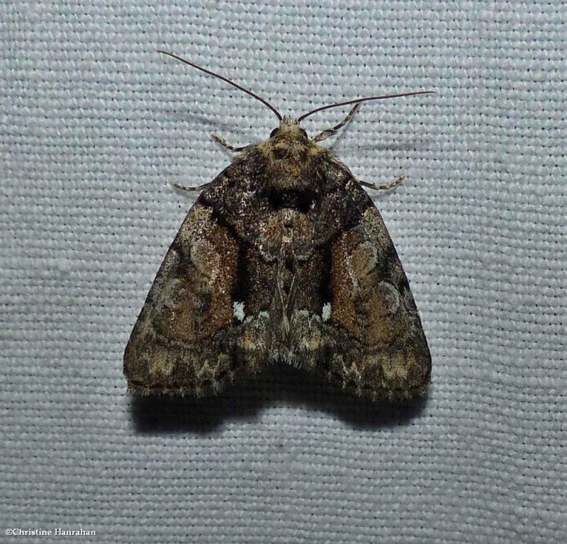 Cloaked marvel moth  (Chytonix palliatricula), #9556