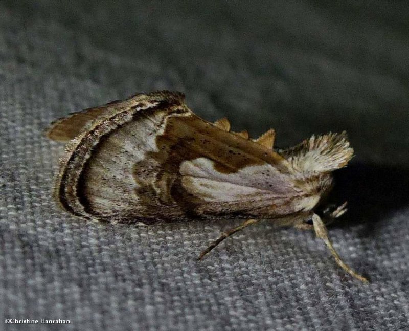 Formosa looper moth (Chrysanympha formosa), #8904