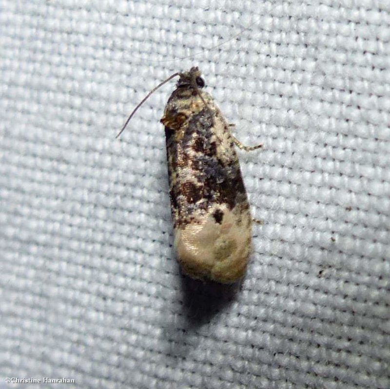 Pink-washed leafroller moth (Hedya separatana), #2860