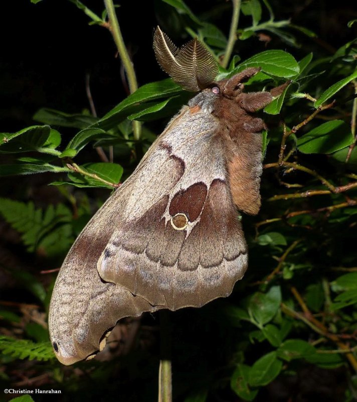 Polyphemus moth  (Antheraea polyphemus), #7757