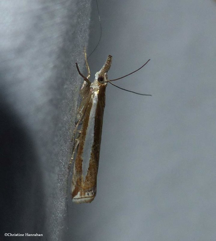 Common grass-veneer moth  (Crambus praefectellus), #5355
