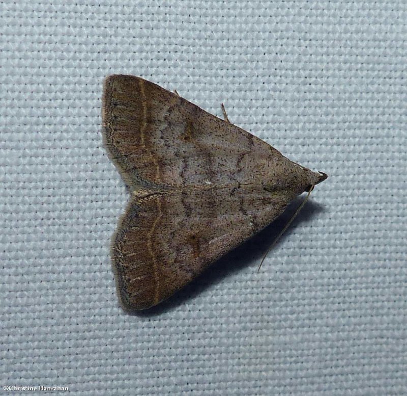 Bent-winged owlet moth  (Bleptina caradrinalis), #8370