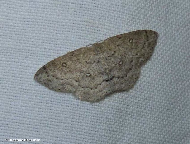 Sweetfern geometer moth  (Cyclophora pendulinaria), #7139