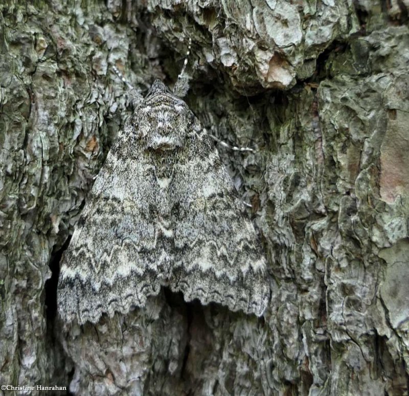 Once-married underwing moth (Catocala unijuga), #8805