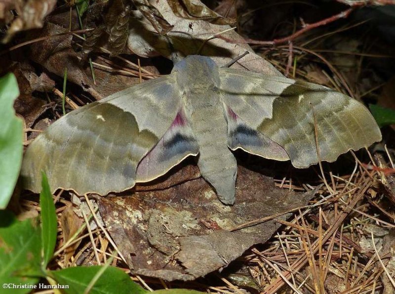 Modest sphinx moth  (Pachysphinx modesta), #7828