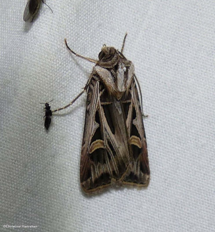 Dingy cutworm dart moth  (Feltia jaculifera), #10670