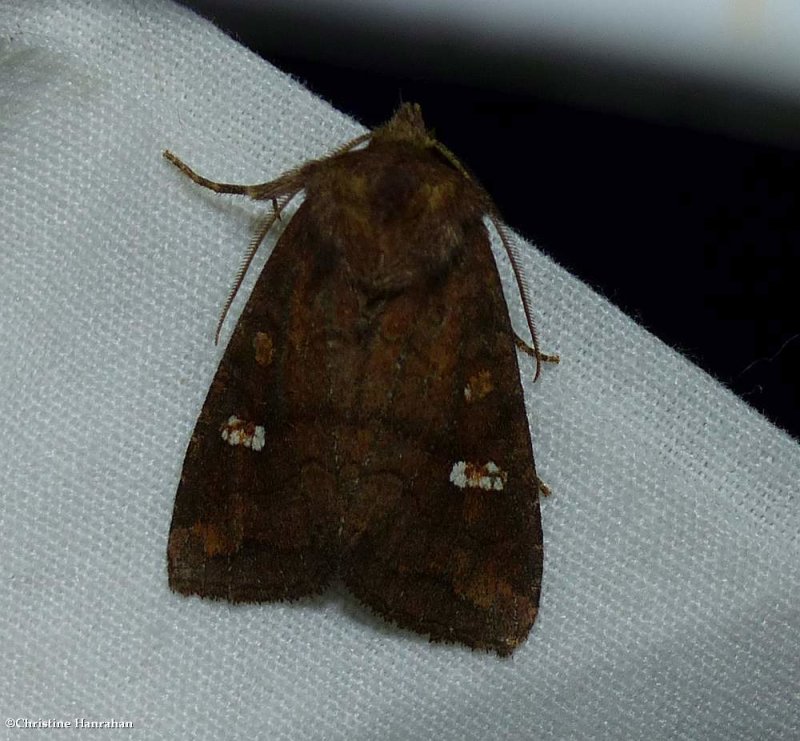 Signate quaker moth  (<em>Tricholita signata</em>), #10627