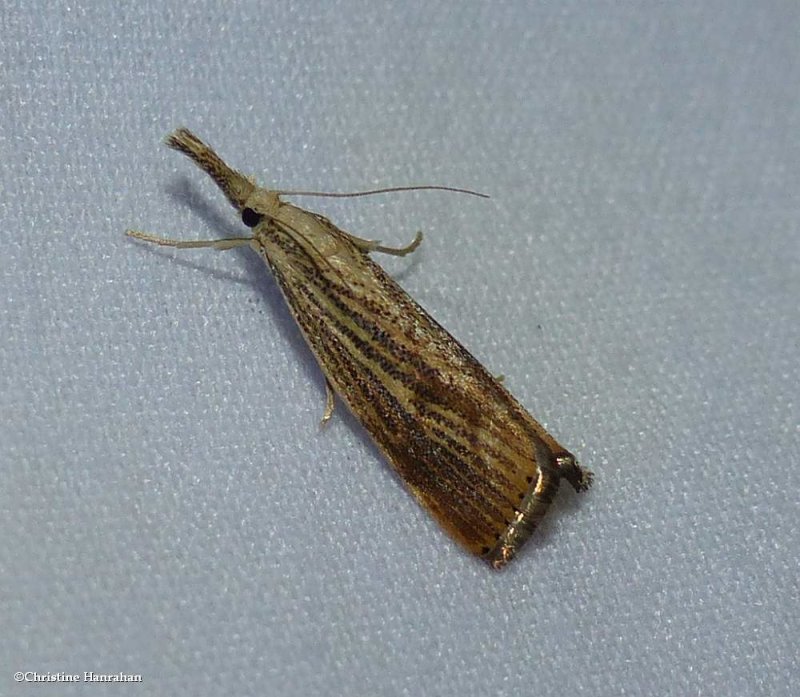 Lesser vagabond sod webworm moth  (Agriphila ruricolellus), #5399