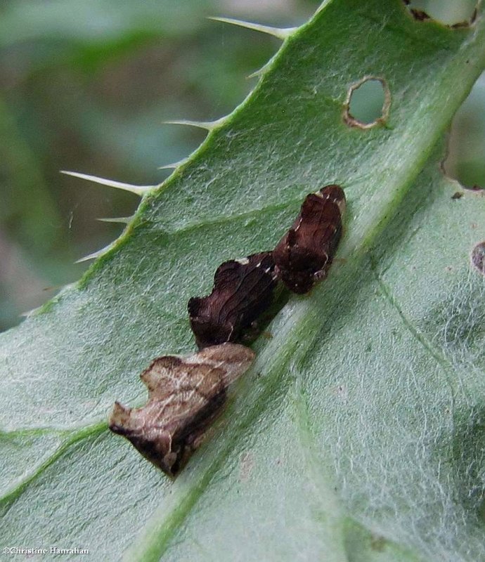 Keeled treehopper (Entylia carinata)