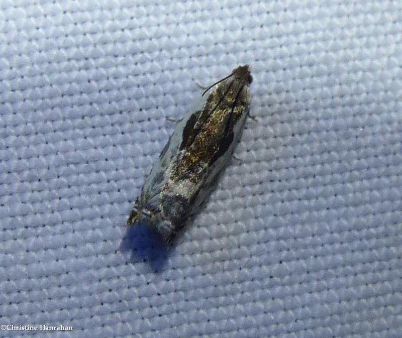 Little cloud ancylis moth  (<em>Ancylis nubeculana</em>), #3354