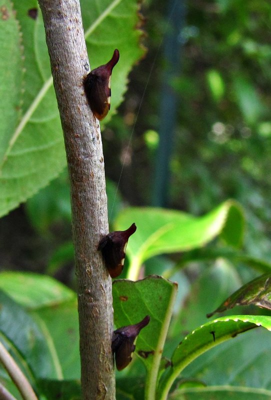 Treehoppers (Enchenopa)