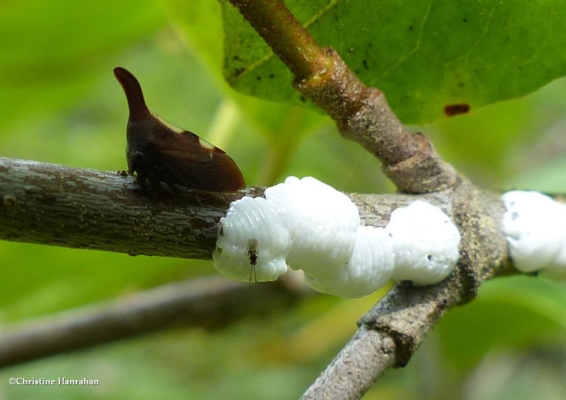 Treehoppers (Enchenopa)